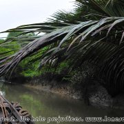 Sundarbans_34