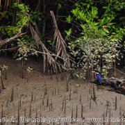 Sundarbans_35
