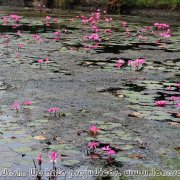 Sundarbans_36