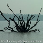 Sundarbans_38
