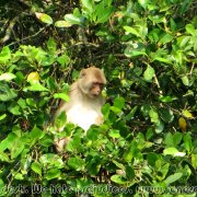 Sundarbans_39