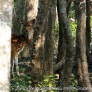 Sundarbans_40