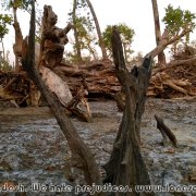Sundarbans_42