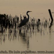 Sundarbans_45
